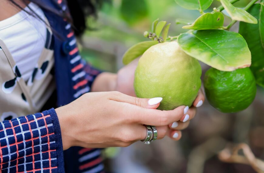 Who Should Not Eat Guava